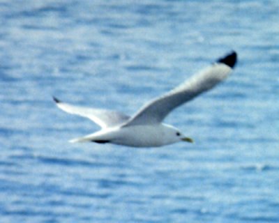 Valdez, AK - Apr. 30, 1989 - breeding plumage