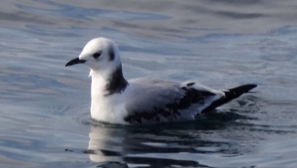 Offshore from Lower West Pubnico, NS - Aug. 16, 2014 - juvenile plumage
