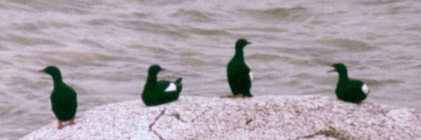 Seal Island, NS - May 24, 1982