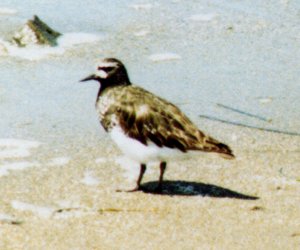 Bodega Bay, CA - Apr. 30, 1980 - breeding