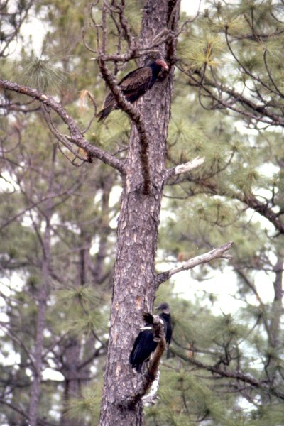 Okefenokee Swamp, GA - May 19, 1985 (Black Vulture below)