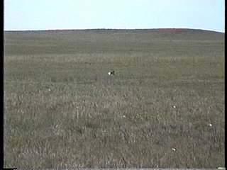 Pawnee National Grassland, CO - Jun. 27, 1995