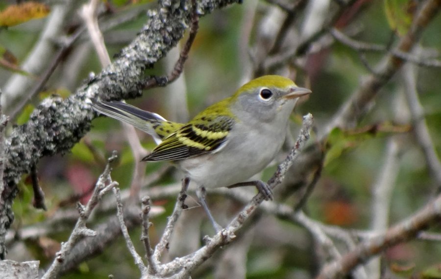 Yarmouth, NS - Sep. 10, 2015 - first winter plumage
