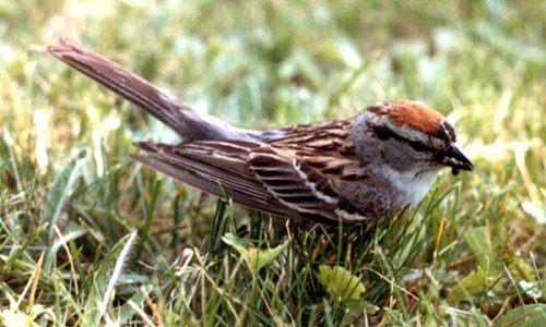 Tremont, NS - Jun.-Jul. 1981 - adult breeding plumage