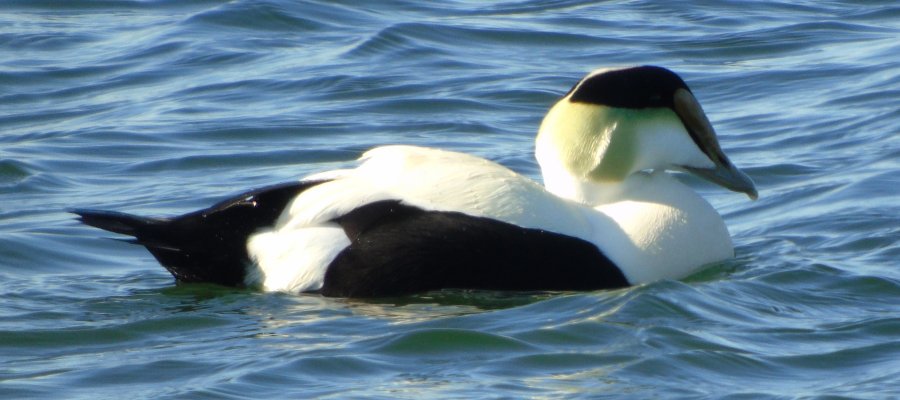 Yarmouth, NS - Apr. 16, 2015 - male in breeding plumage