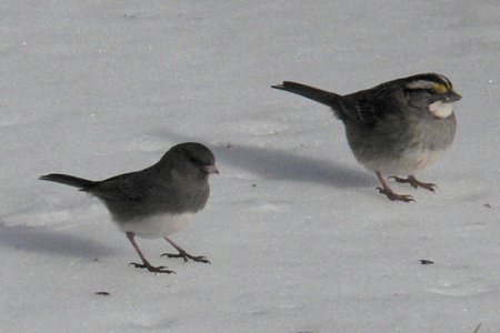 Mason Neck State Park, VA - Feb. 19, 2007 - 'Slate-colored' race with White-throated Sparrow (on right)