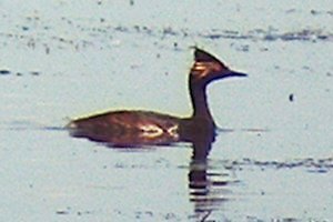 Embrun Sewage Lagoons, Embrun, ON - Jul. 3, 2011 - breeding plumage