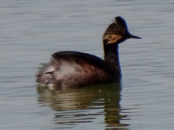 Ramer Lake, CA - Apr. 21, 2013 - breeding plumage