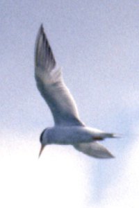 Erieau, ON - Jun. 4, 1989 - breeding plumage