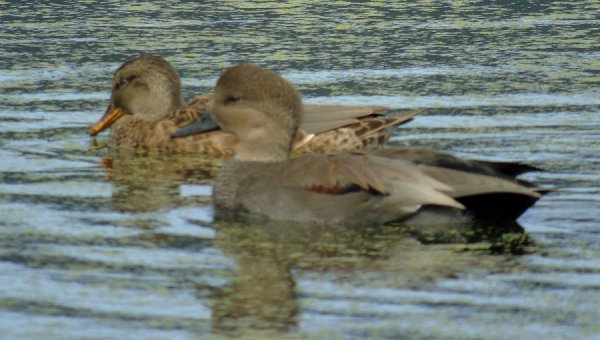 Annapolis Royal Marsh, NS - Oct. 6, 2015 - female and male