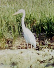 Miccosukee, Timiami Trail, FL - May 16, 1985 (Great White Heron)