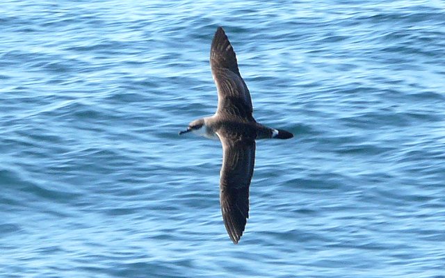 Offshore from Brier Island, NS - September 5, 2010 - in flight from above