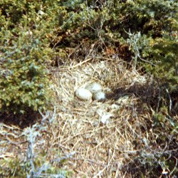 Brier Island, NS - June 8, 1974 - eggs