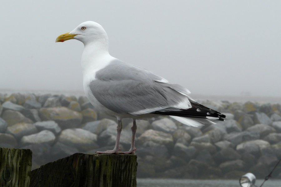 Daniel's Head, Cape Sable Island, NS - Apr. 29, 2011 - breeding plumage