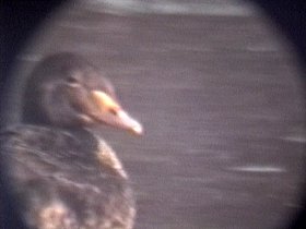 Mouth of the Jock River, n. Manotick, ON - Dec. 17, 1993 - immature male through scope