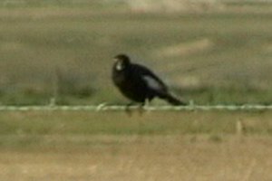 c. Lubbock, TX - Apr. 21, 2003 - breeding male