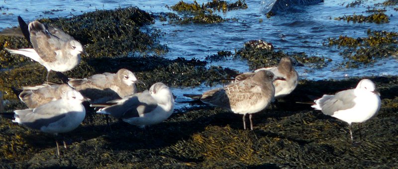 Brier Island, NS - September 5, 2010 - adults and immatures