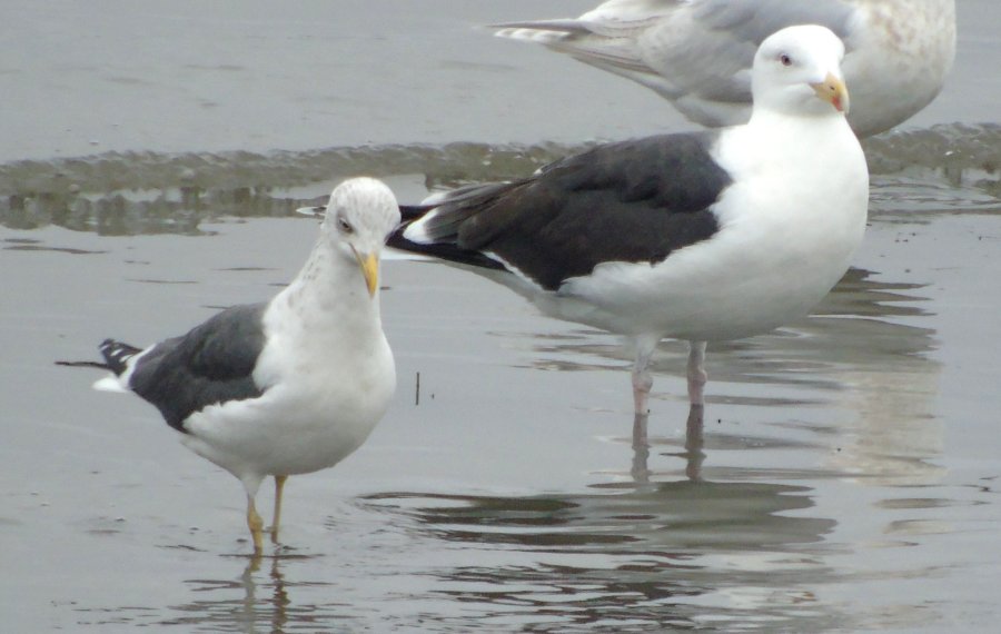Lower West Pubnico, NS - Jan. 19, 2015 - comparison of adult Lesser Black-backed Gull (left) and adult Great Black-backed Gull (right)