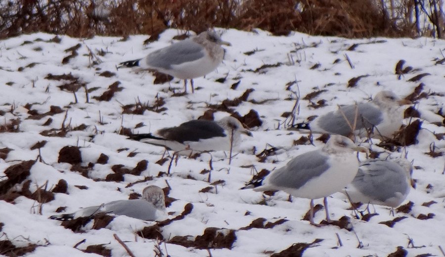 Canard, NS - Dec. 20, 2012 - 3rd winter (surrounded by Herring Gulls)