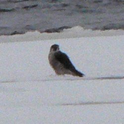 Peregrine Falcon at Ice Edge off Deschênes Rapids Lookout - Mar. 3, 2007