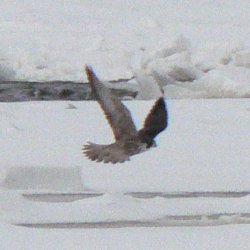 Peregrine Falcon at Ice Edge off Deschênes Rapids Lookout - Mar. 3, 2007