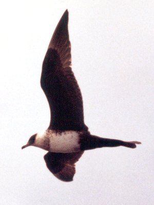 Offshore from Mission Bay, CA - May 26, 1980 - in flight