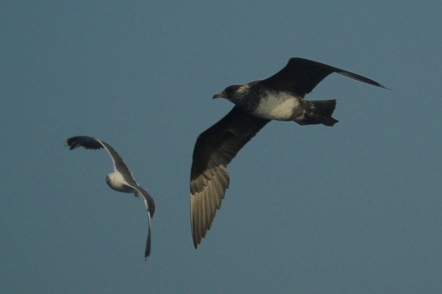 Offshore from Lower West Pubnico, NS - Aug. 29, 2015 - in flight being harassed by a Great Black-backed Gull