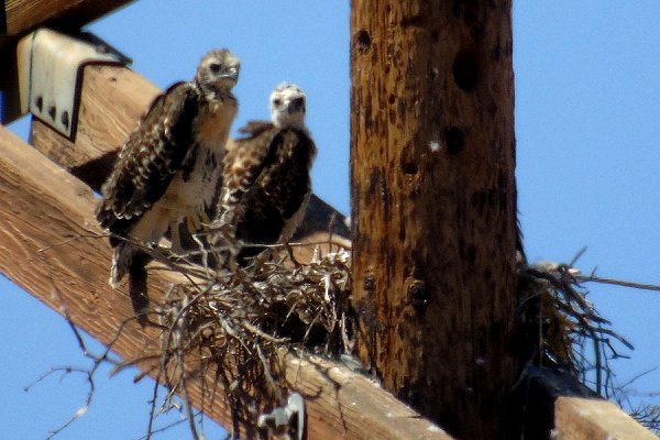 Santa Cruz Flats, AZ - Apr. 24, 2016 - young at nest