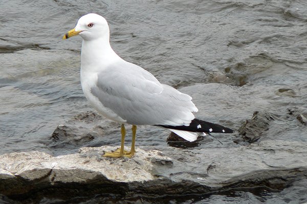 Bate Island, Ottawa, ON - May 16, 2007 - breeding plumage