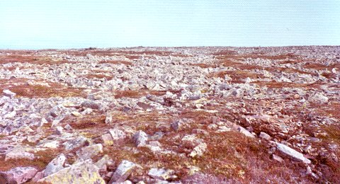 Top of Gros Morne, Gros Morne National Park, NF - Jun. 16, 1976 - They hide well!