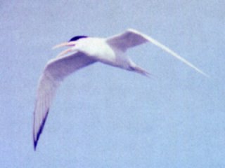 Aransas Bay, TX - Mar. 29, 1986 - breeding plumage