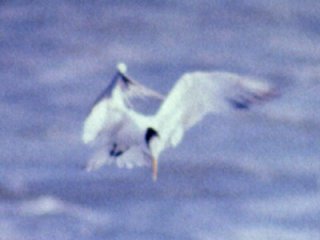 Aransas Bay, TX - Mar. 29, 1986 - winter plumage