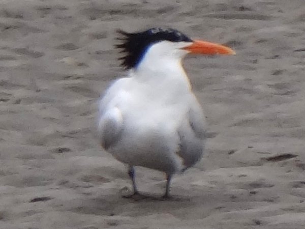 Tijuana Slough National Wildlife Refuge, Seacoast Drive Beach Trail, CA - Apr. 24, 2013 - near full breeding plumage