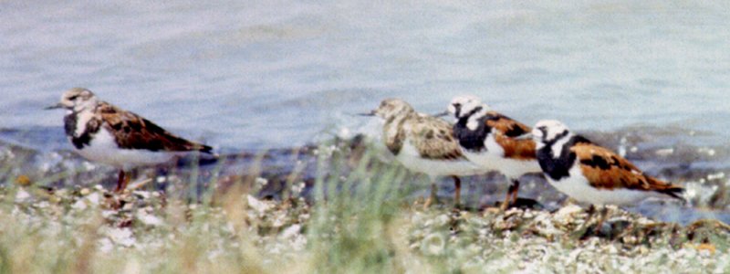 Sanibel Island Causeway, FL - May 7, 1985 - two on right in full breeding plumage