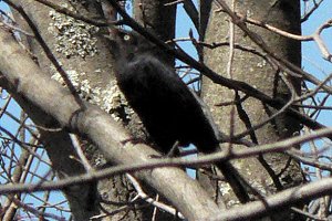 Huntley Meadows Park, VA - Apr. 3, 2007 - adult male in breeding plumage