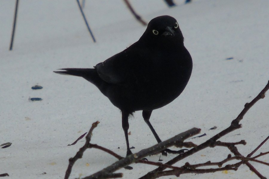 Lower West Pubnico, NS - Feb. 5, 2015 - adult male in breeding plumage