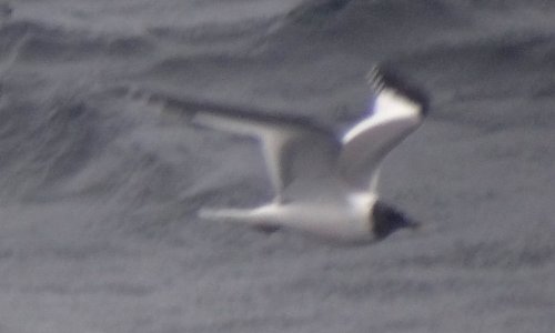 Offshore from Ventura, Santa Barbara Co., CA  - Apr. 27, 2013 - breeding adult in flight