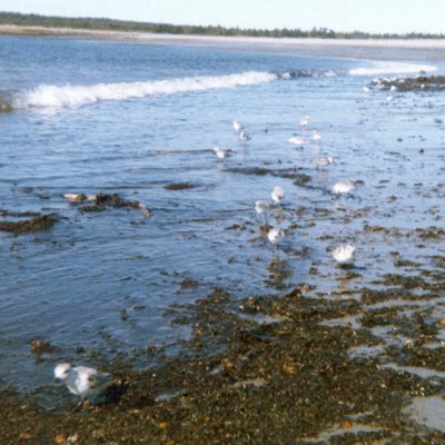 Brier Island, NS - Oct. 8, 1973 - maybe my 1st bird photo - Kodak Instamatic