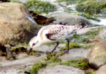 Brier Island, NS - Sep. 6, 1981 - juvenile plumage