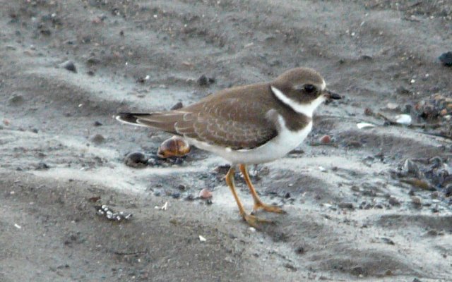 Brier Island, NS - September 5, 2010 - winter plumage