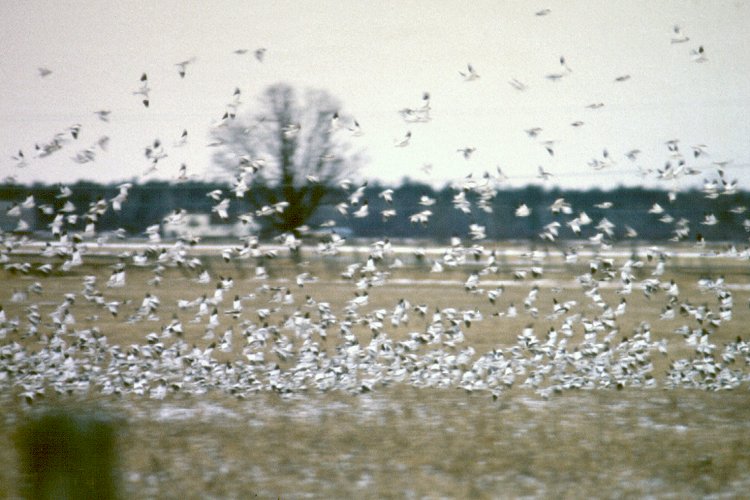 c. Luskville, QC - Dec. 1990 - flock