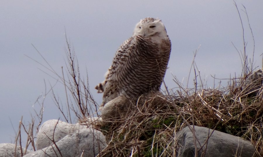 Daniel's Head, Cape Sable Island, NS - May 5, 2014 - 1st winter female