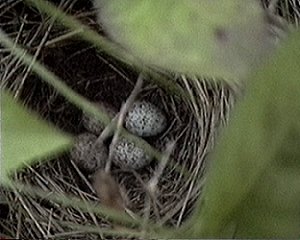 Kanata, ON - Jun. 21, 1992 - nest with eggs