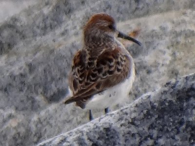 Iona Island, BC - May 13, 2013 - breeding plumage