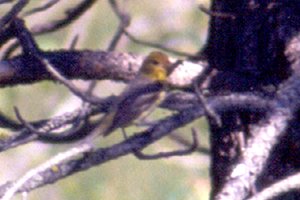 Elizabeth Lake Bird Sanctuary, Cranbrook, BC - Jul. 30, 1990 - female