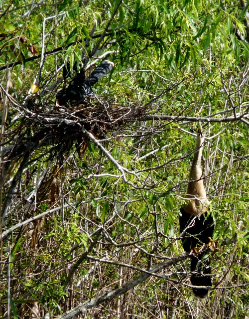 Anhinga Trail, Everglades National Park, FL - Jan. 12, 2013 - male on nest with female on right
