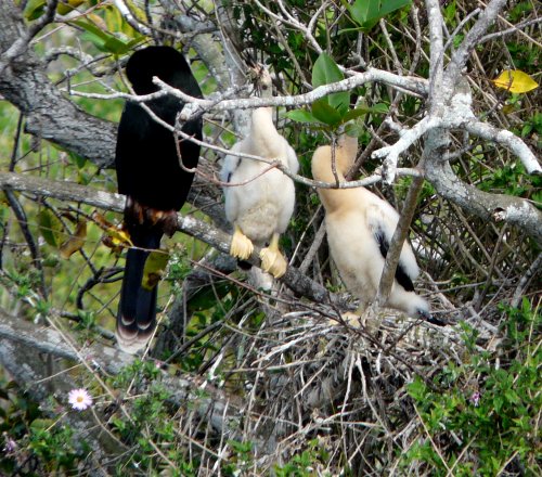 Anhinga Trail, Everglades National Park, FL - Jan. 12, 2013 - male on nest with female on right