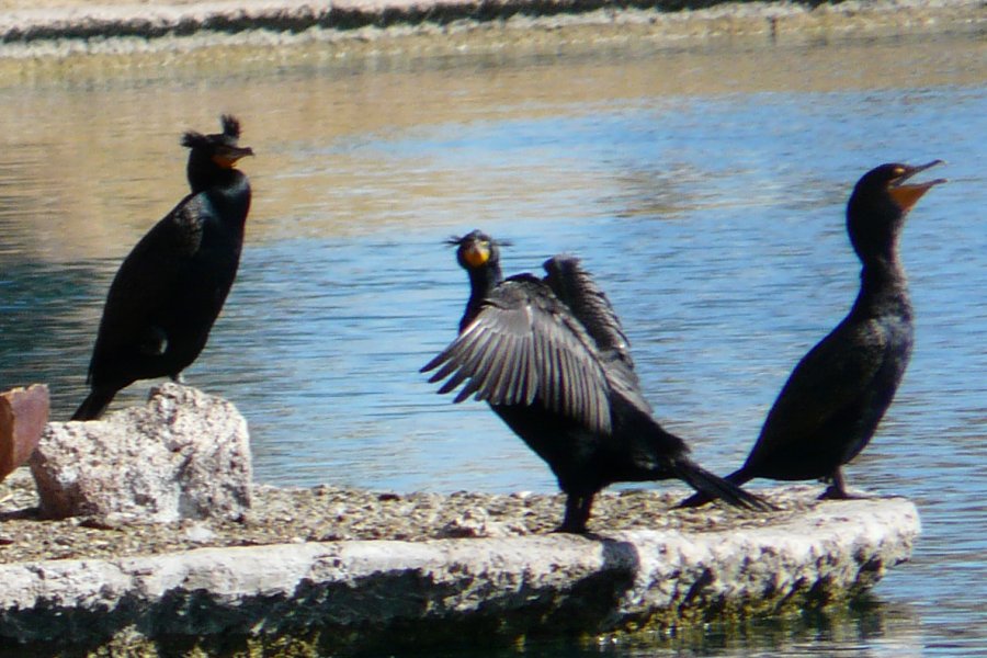 Encanto Park, Phoenix, AZ - Feb. 10, 2014 - adults in breeding plumage