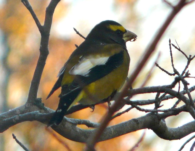 Lawrencetown, Annapolis County, NS - Nov. 18, 2012 - male