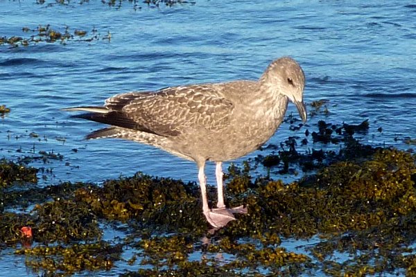 Brier Island, NS - Sep. 5, 2010 - 1st winter plumage